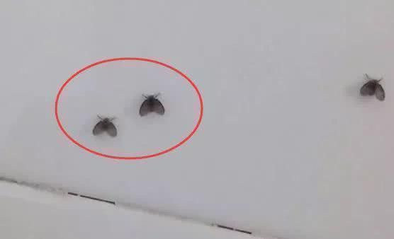 风油精和牙膏泡一泡,原来这么好用解决了很多人的烦恼