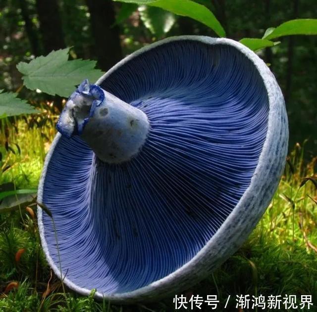 24张“活久见”生物照,仿佛来自另一个星球