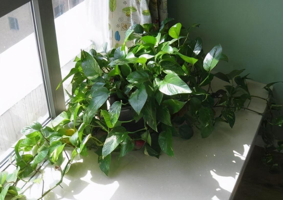 卫生间养三耐阴花,清新空气易疯长,让室内更有生机