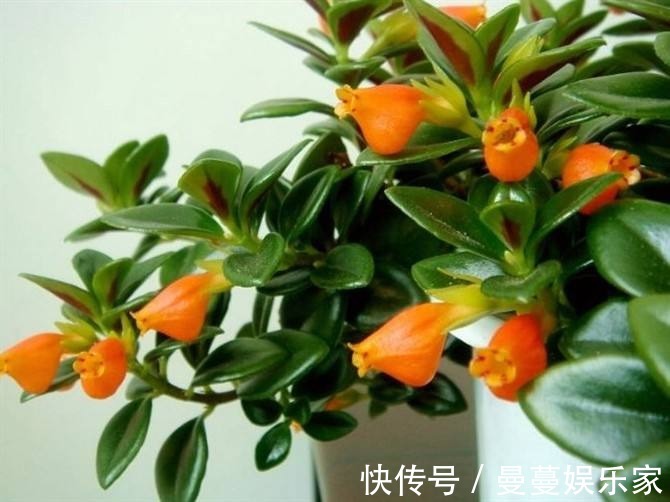 吊兰|叶上爬满小金鱼这款吊兰贼好养,用它喷一喷就开花!