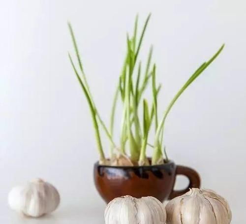 时间就能|一个芋头芽,埋在花盆里,10天长成大盆景,比龟背竹还漂亮