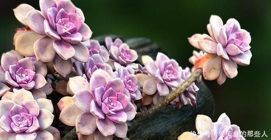 6种普货多肉,皮实又好养,容易出状态,长成小老桩,适合新手!