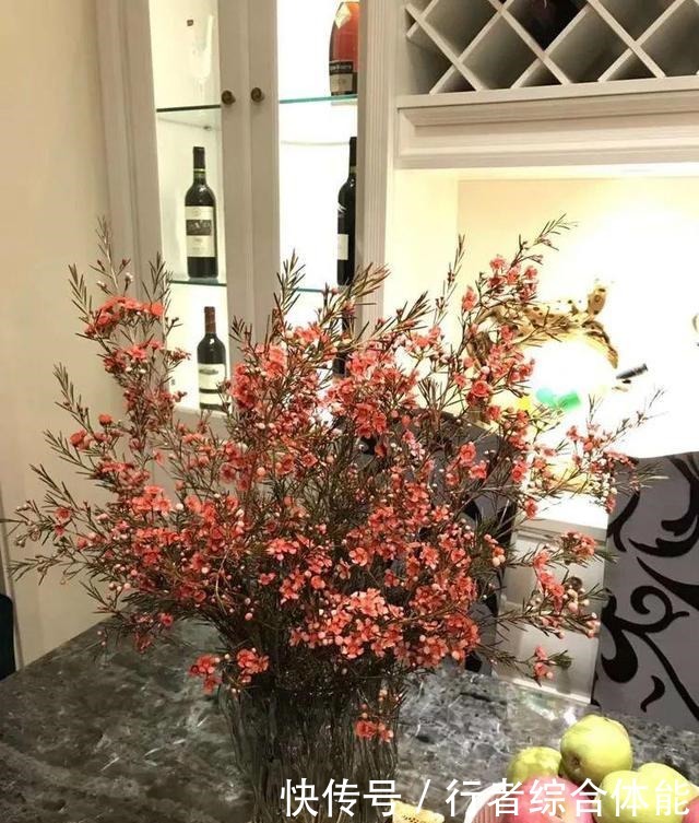 一方阳台,一方多肉,我的生活和姿态!一方阳台,一方多肉,我的生活和姿态!