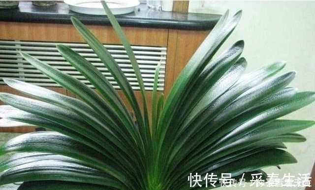 蓖麻子|教你一招让君子兰蹭蹭长，一年长两三对叶子！