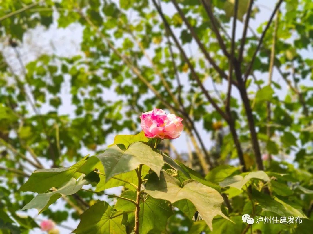  惊喜|十一月花事｜立冬后的惊喜，赏一树芙蓉花开！