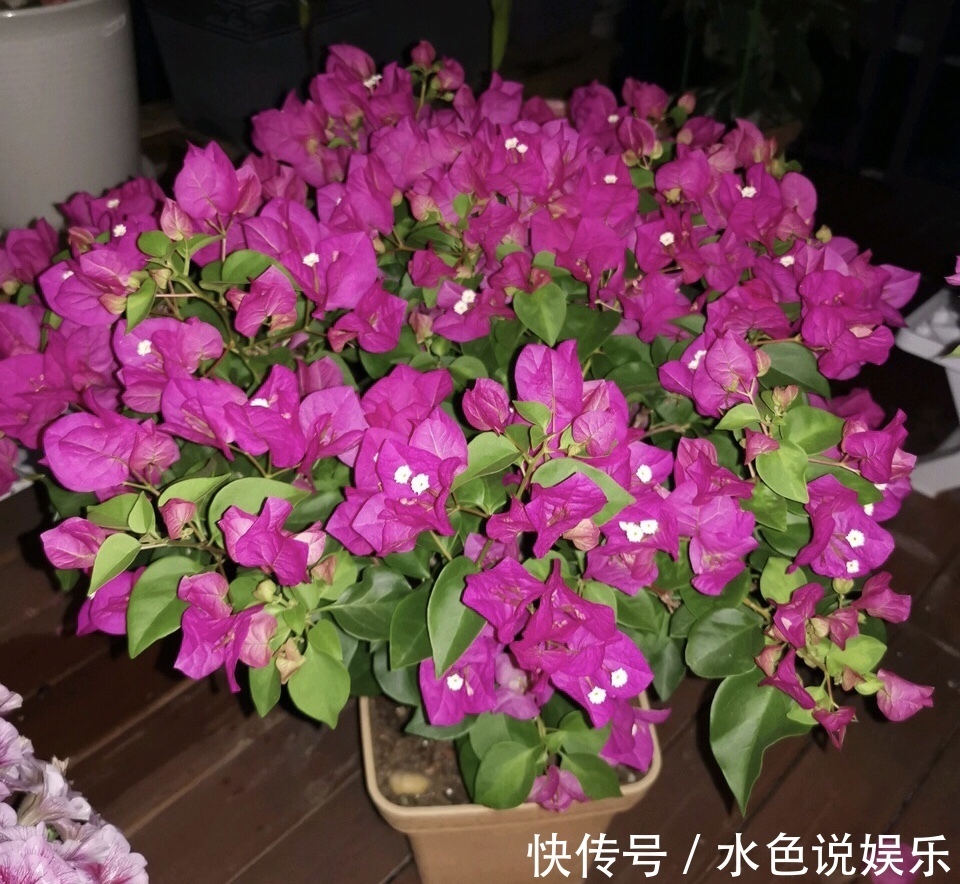 此3种花，颜值高、开花旺，轻松开成“大花球”，养花人都喜欢