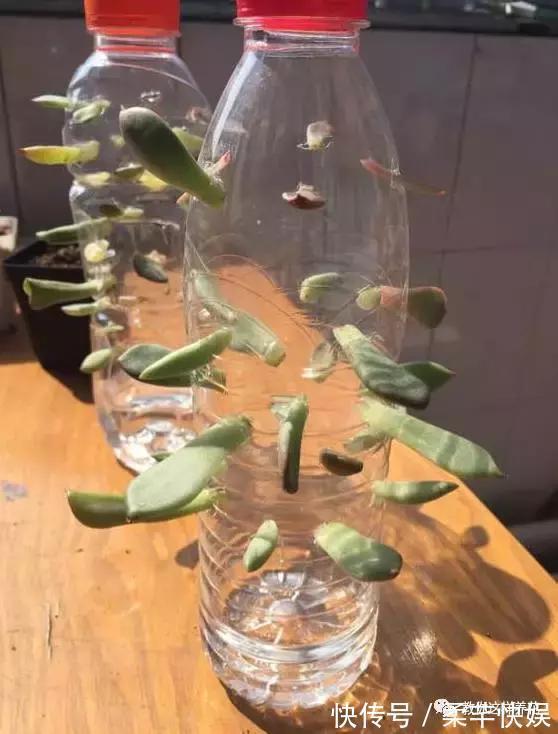 塑料瓶别扔了，用来养花真是神器！可别浪费了！