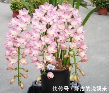 农历十一月大雪过后,养什么花?家里养3种花,龙门精神红红火火