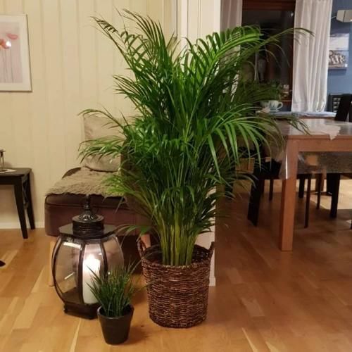 散尾葵买没几天就不断黄叶，还容易招惹害虫，真有这么难养吗？