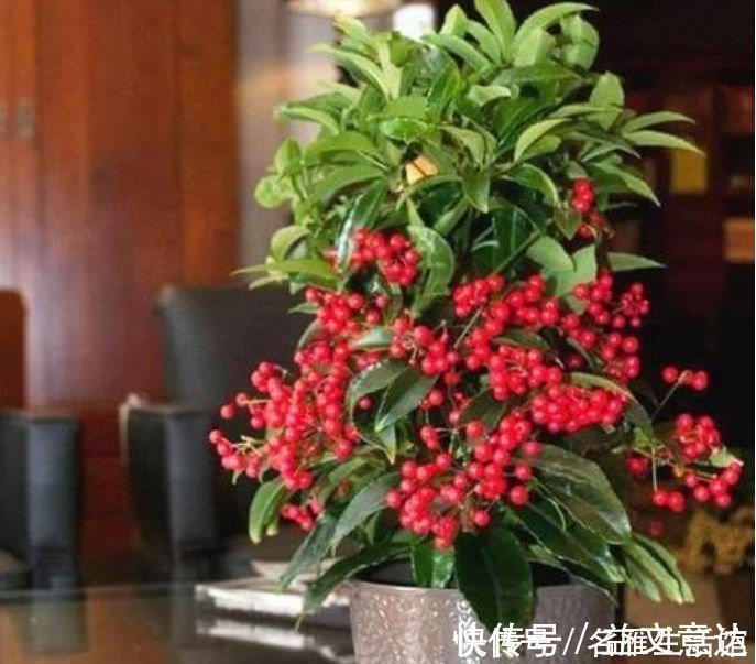 浇水|家里就养4种花，耐旱又耐晒，招财纳福，好运天天到