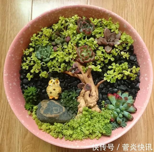 灵感|多肉拼盘玩一次就上瘾,这些创意拼法,你一定喜欢