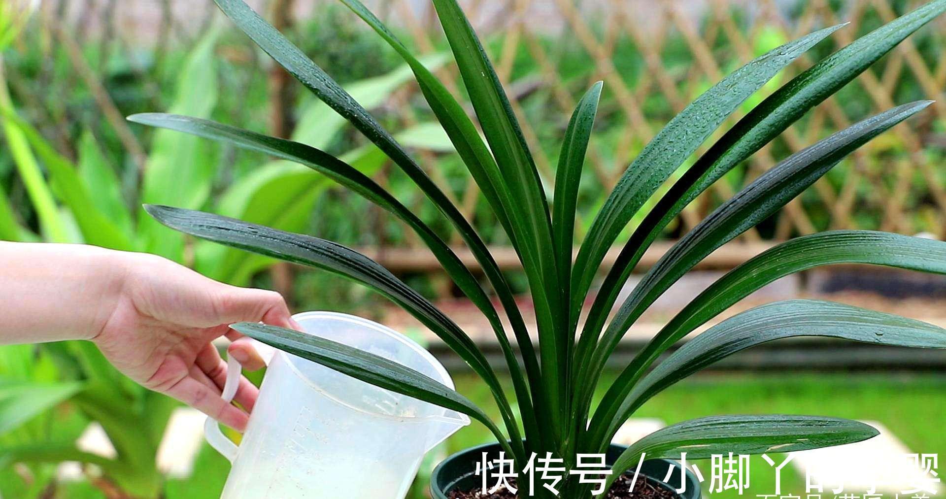 施肥|君子兰夏天少折腾,静养才能养出好兰株