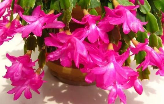养殖蟹爪兰该注意什么掌握2个简单方法，成活率高、开花漂亮