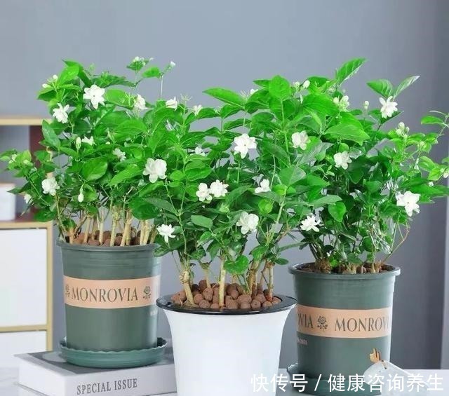 植物|想让家里病菌少,就养这五种植物,漂亮又好养,家里至少要有一种!