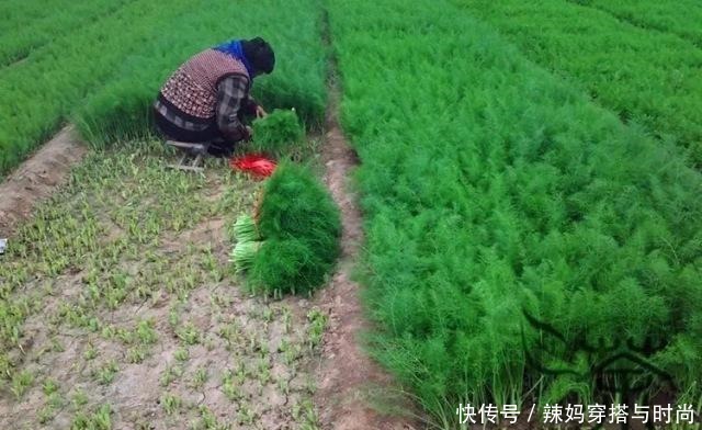  好吃|茴香做馅儿很好吃，但是你知道茴香的前世今生吗我给你介绍一下