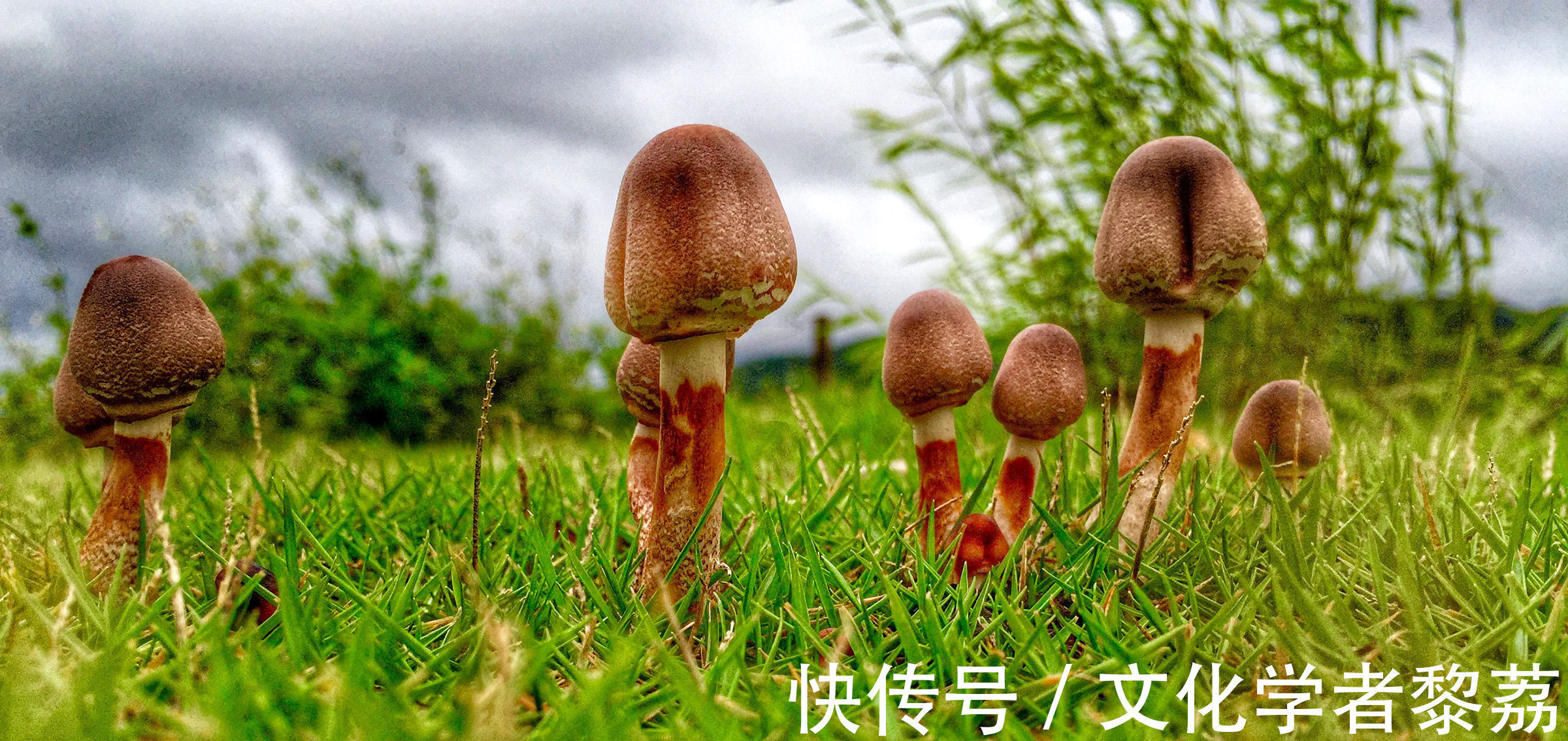 蘑菇们|蘑菇钻出大地