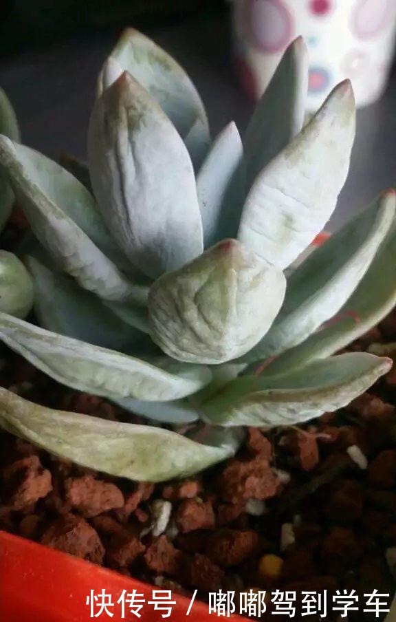 多肉植物上盆后老叶子萎蔫,是2个原因导致的,解决不难!