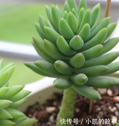 养多肉千佛手，记住4点，一棵长成一大盆，养成垂吊状，漂亮！