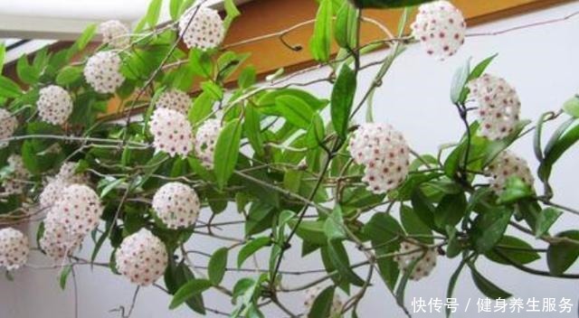 3种耐阴花,长久无光照样开花,养护省心不省美丽!