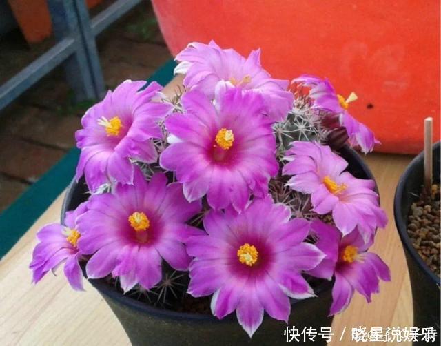 这种多肉,越浇水越丑,不浇水反而胖成球