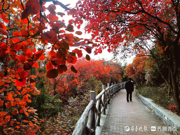 美了美了！济南郎茂山红叶观赏正当时，快去打卡吧|情报站| 观赏