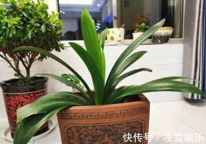 大伙儿|家里有此7种花,少浇水不能晒,天热要休眠早看早知道