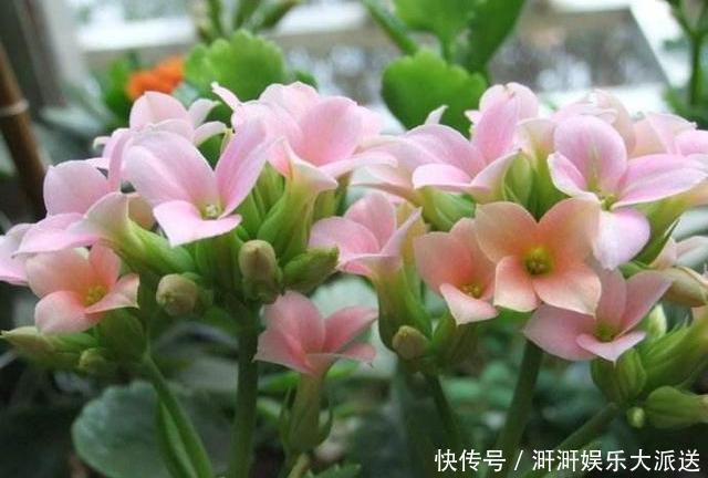 植物|此种“开花水”,浇花很灵,花苞呼呼冒出来,比激素还管用!