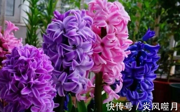 月季花|聪明人都养“5种花”，花开娇艳美不胜收，一年四季都赏花