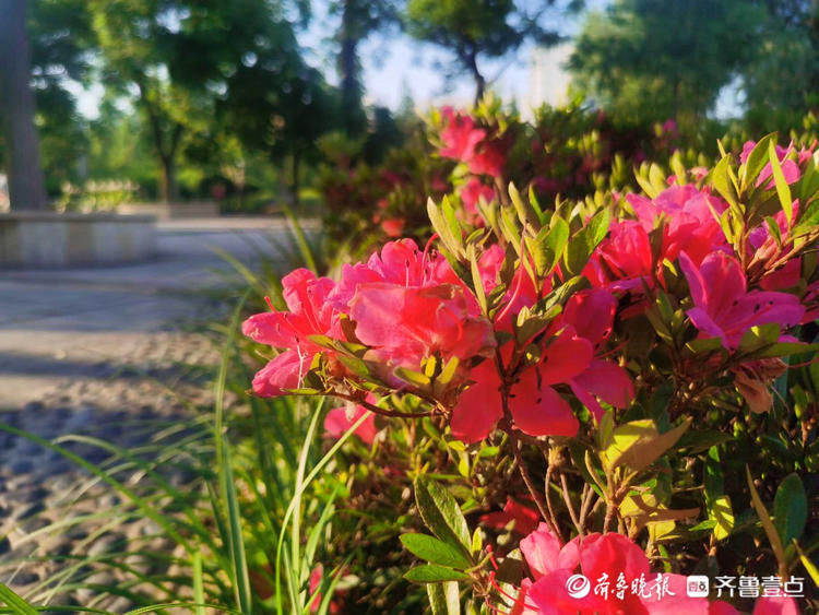 临沂这里遍地芬芳，快来与杜鹃花来一场“夏天之约”吧|花开齐鲁| 临沂