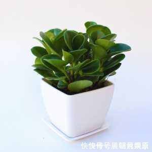 豆瓣绿|家里养盆“它”,好看又防辐射,比绿萝还好养