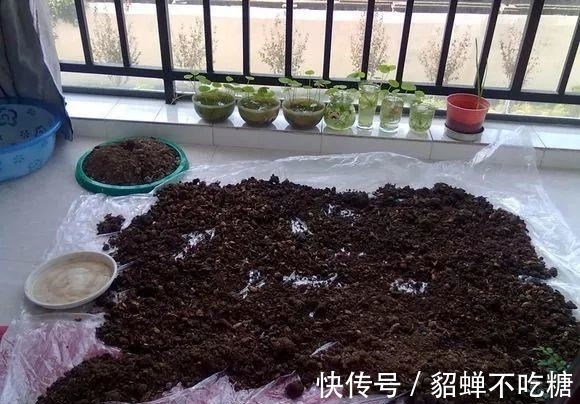 秋冬发财树怎么养?知道这4点就够了,保证枝繁叶茂