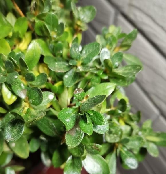 打卷|杜鹃花叶子打卷,不开花,试着换换土,用干松针养,更容易开花