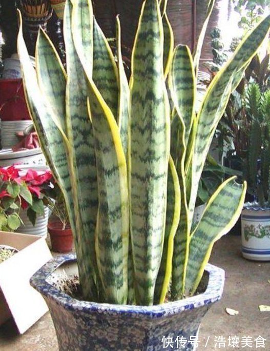 这3种“植物”,一个月不浇水,反而蹭蹭长,最适合懒人养花