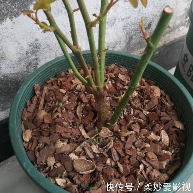 透水|养花营养土不用买,4种材料搭配起来,松软又肥沃,养啥花都旺