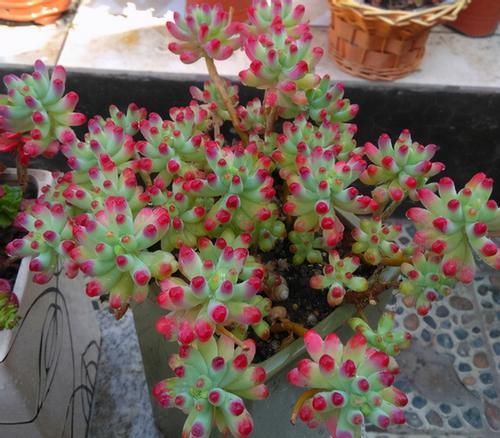 多肉乙女心，天暖盆栽时多晒太阳、适量低温才能让叶子越长越美