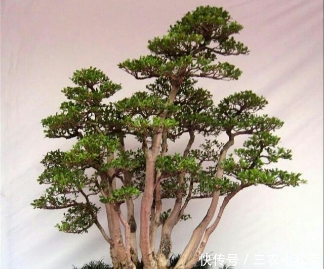 制作丛林式盆景一定要注意这几个问题