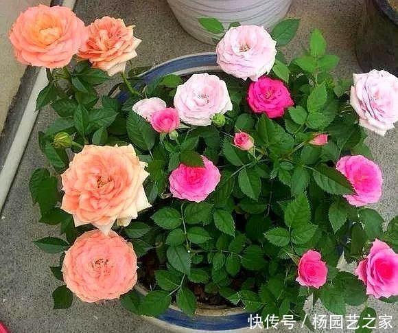 杜鹃花|3种花,不建议在花卉市场买,养不几天大多枯萎