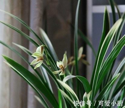 建兰要想多发芽，增加养分很重要，怎样给建兰增加营养