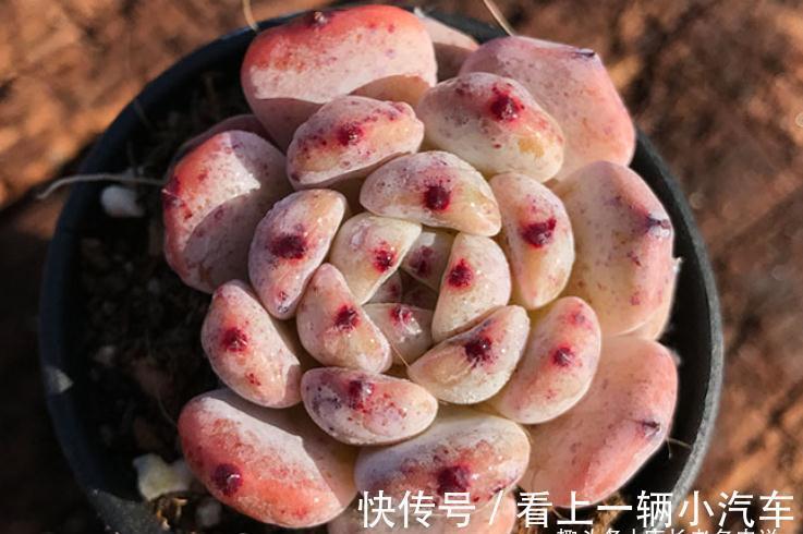 多肉雪爪比安特——小盆控养成胖墩,大盆放养会“炸毛”的品种