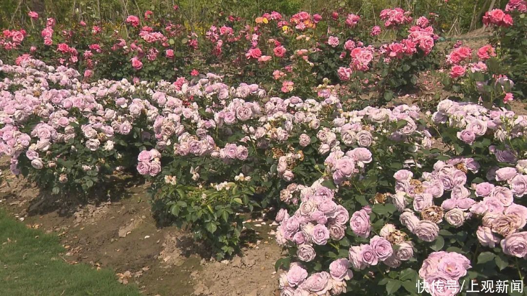 胡女士|闵行这里的30万朵玫瑰花进入盛放期，再也藏不住了
