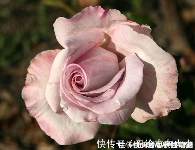 月季|20款紫色月季品种。浓香、抗病非常好养，天然紫色唯美盛开