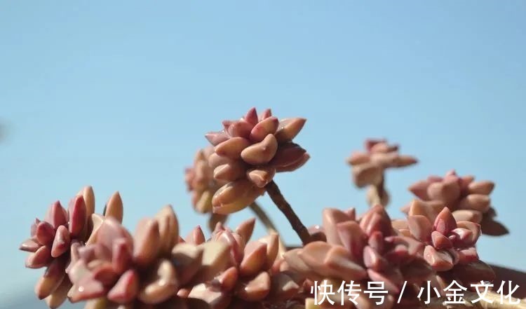 以阳光为滤镜,蓝天为背景,期待拥抱春天,拥抱自然!