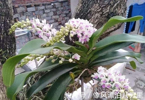 花姿|6种兰花爱开花,一开就变成“花瀑布”,太美了!