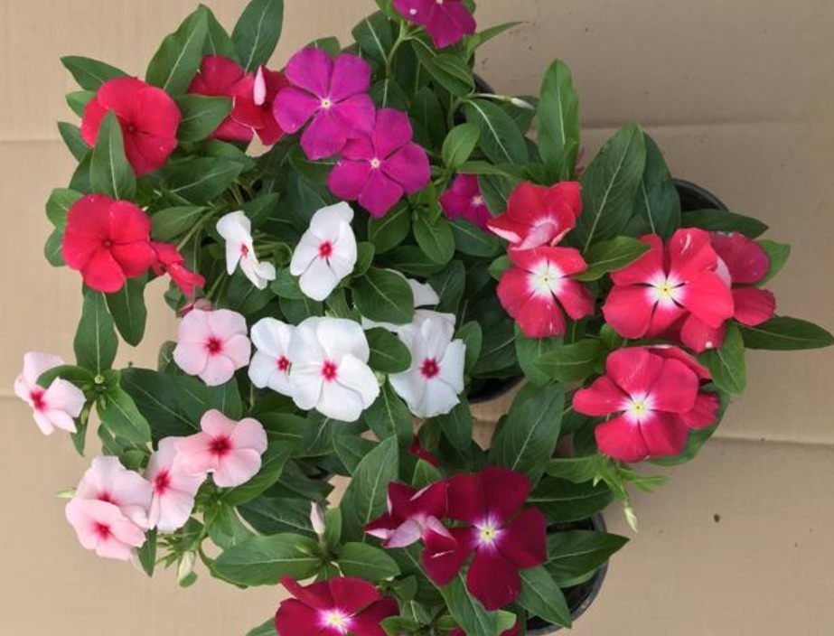 冬天就养“5种花”，耐旱又耐冷，养阳台不用管，一整冬开花不停