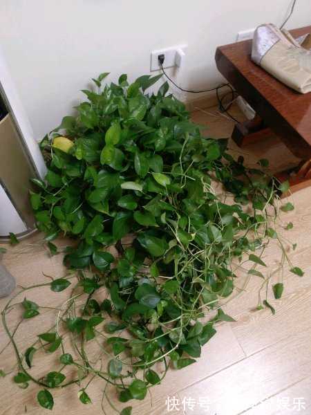 若是绿萝长得缓慢，只需1个方法，拼命长成绿胡须爷爷