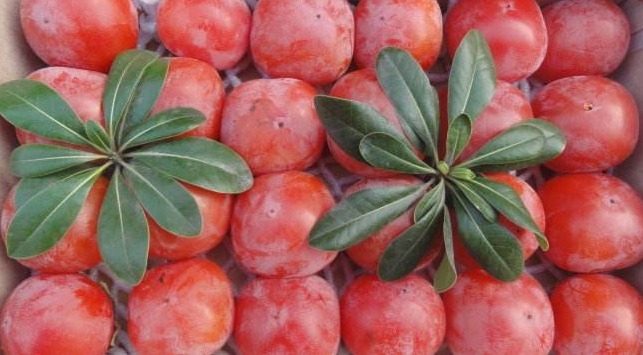 补血|女人最好的零食，不想老太快的话，秋后多吃，补血活血，保持健康