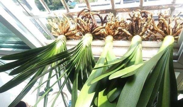 君子兰|养君子兰,“深盆”好,还是“浅盆”好选错了,不长叶,难开花!