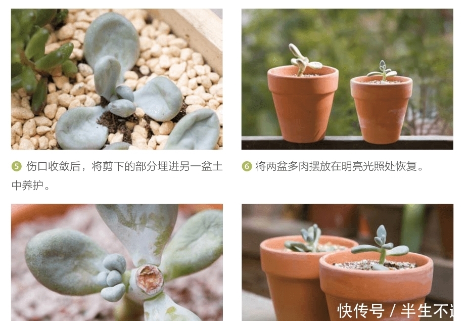 繁殖妙招:砍头!让你的多肉一株变两株