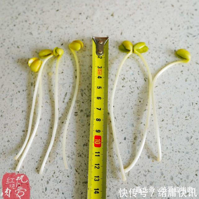 黄豆芽|用了我这办法,发黄豆芽不会变臭一次就成功,五天就长15厘米高!