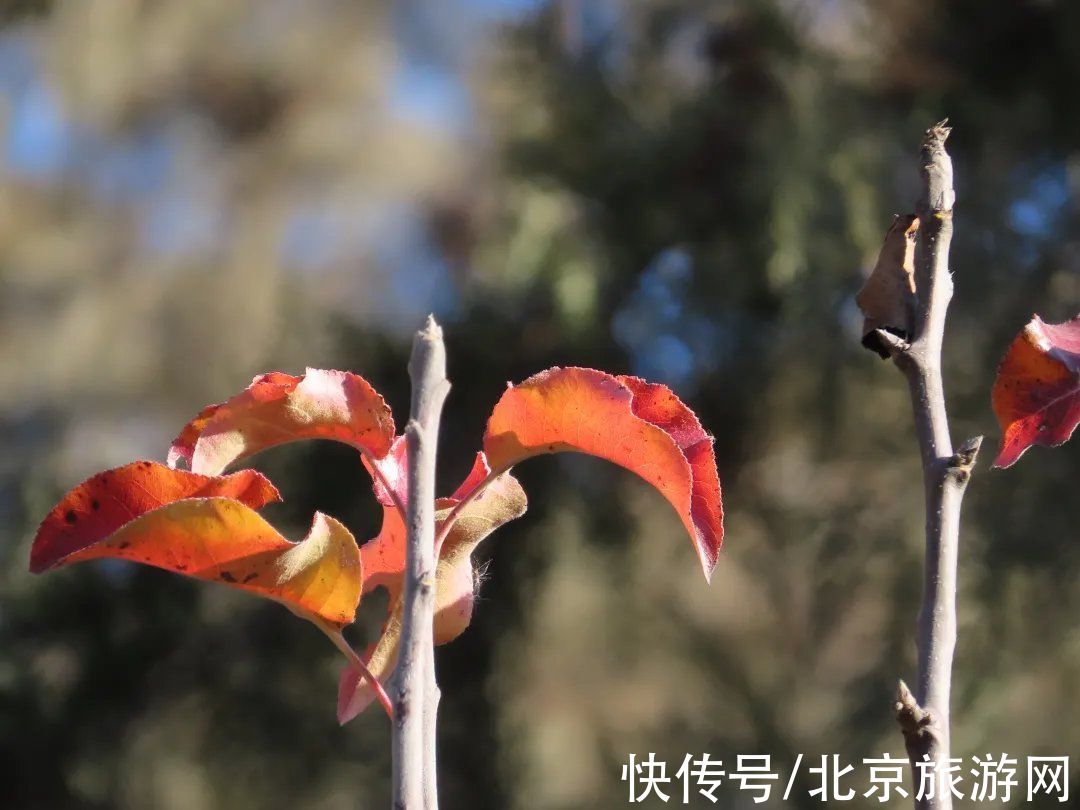 疫情|静美如诗，鸟鹊鸣啭，尽赏北京百望山冬日画卷~